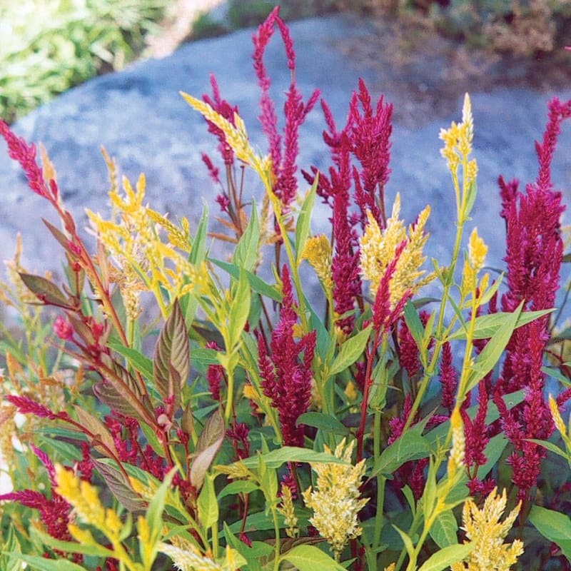 Pampas Plume Celosia