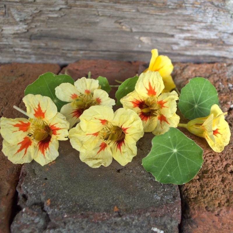 Peach Melba Nasturtium|Default