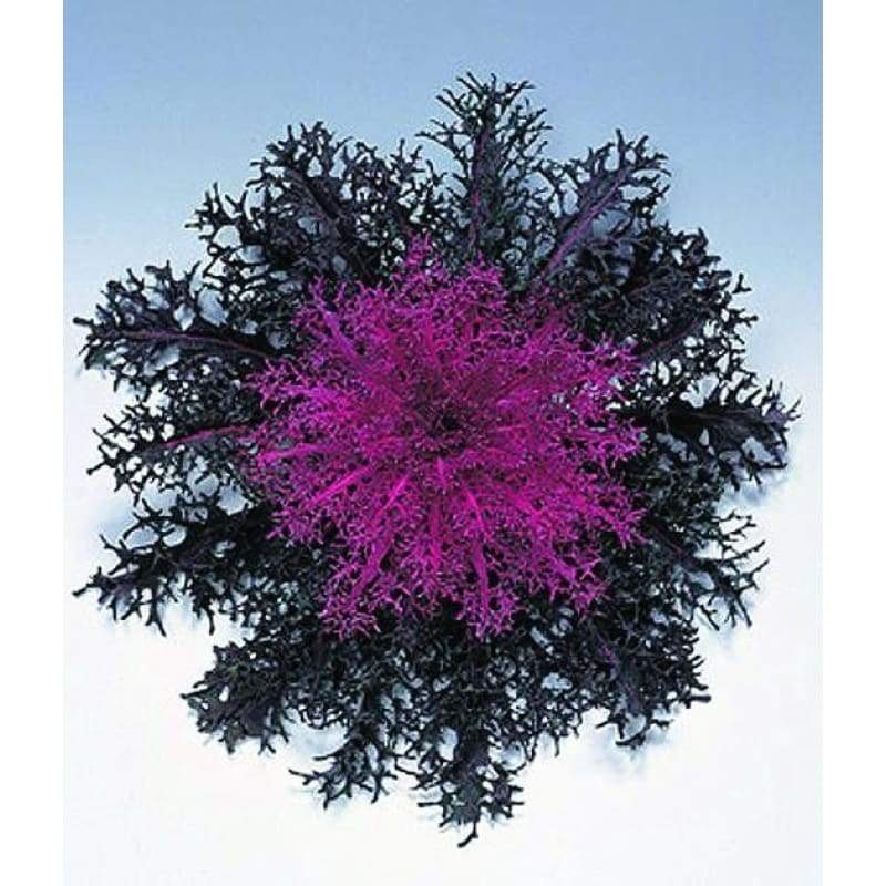 Peacock Red Flowering Kale|Default