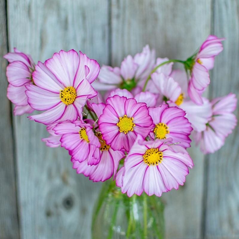 Picotee Cosmos|Default