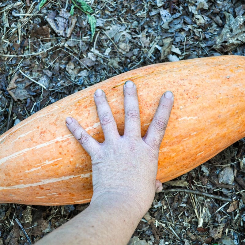 Pink Banana Squash (105 Days)