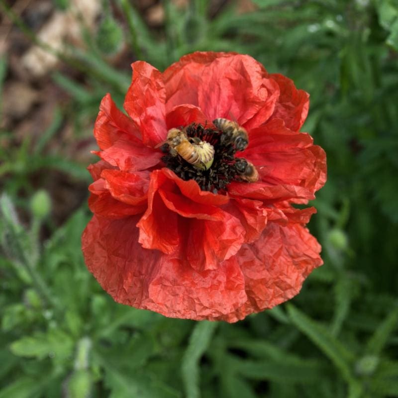 POPPY – FIELD