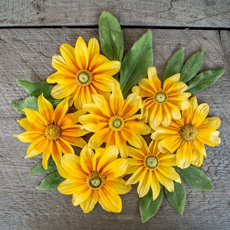 Prairie Sun Rudbeckia|Default
