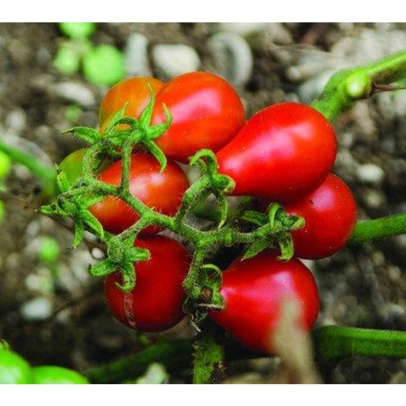Red Pear Tomato (80 Days)