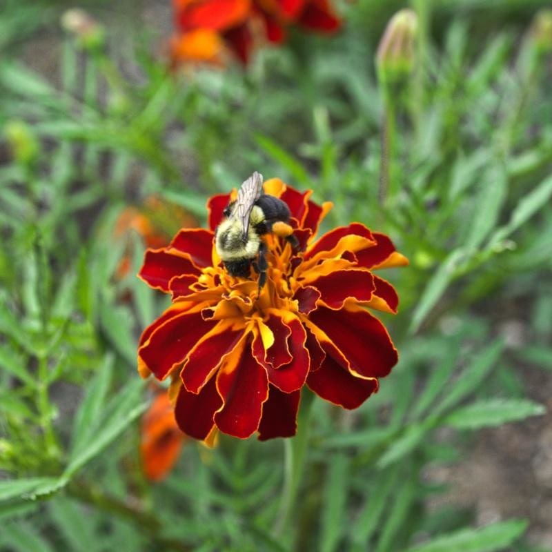 Safari Red Marigold