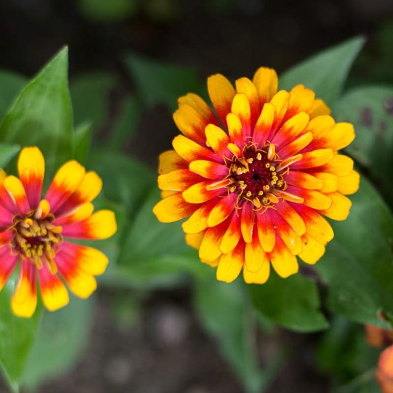 Scarlet and Yellow Swizzle Zinnia
