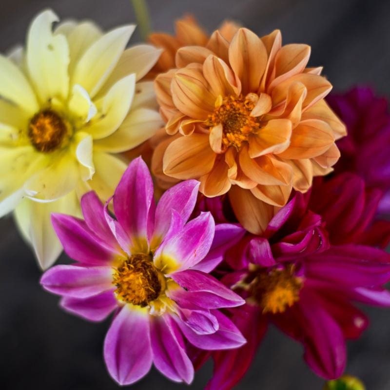 Showpiece Mixture Dahlia|Default