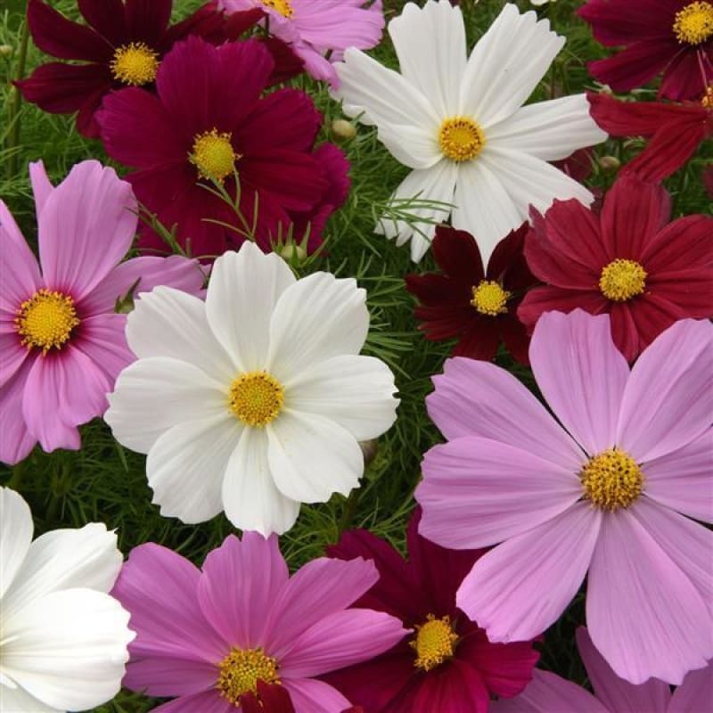 Sonata Dwarf Mix Cosmos|Default