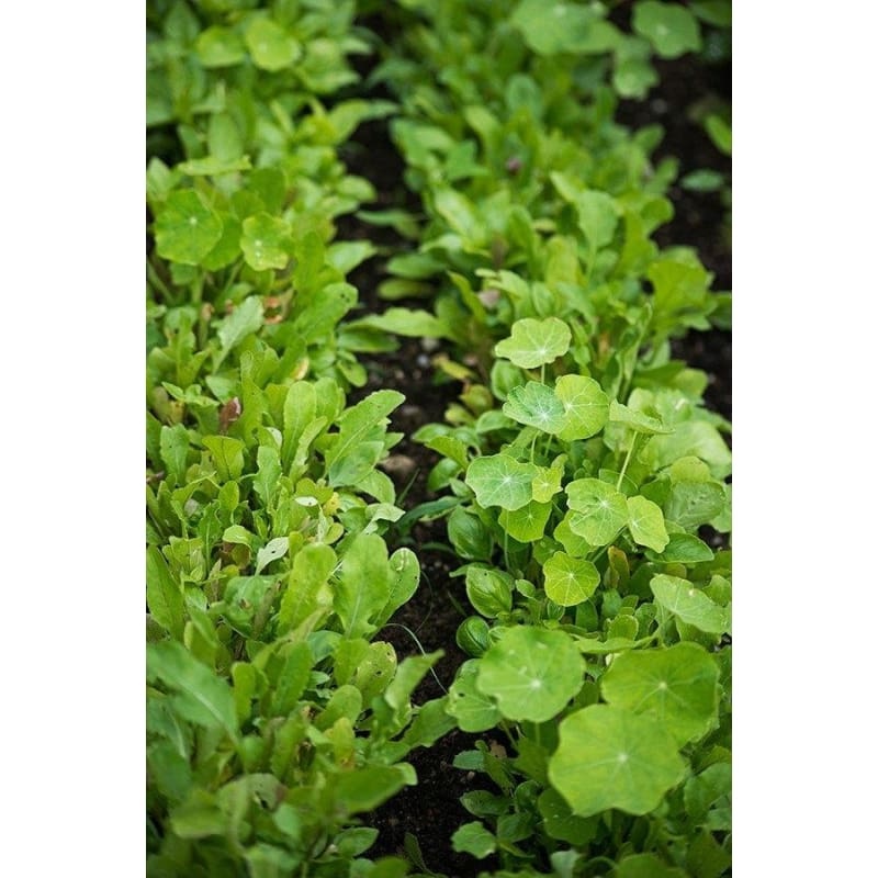 Spicy Italian Greens Mix (1oz)