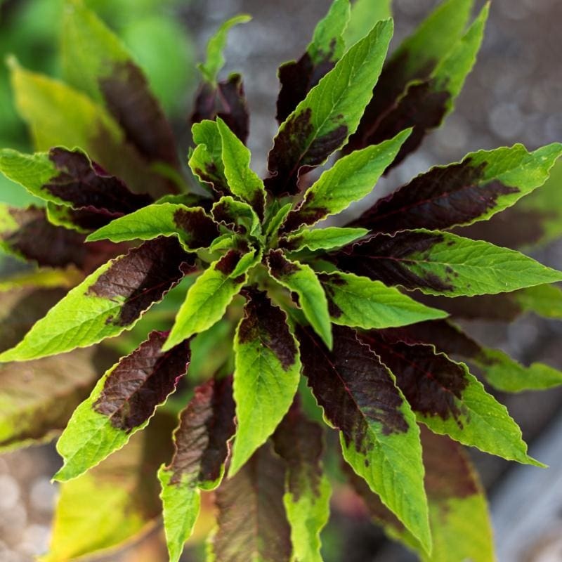 Splendens Perfecta Amaranth|Default