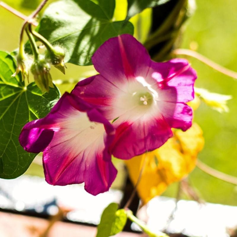 Split Personality Morning Glory