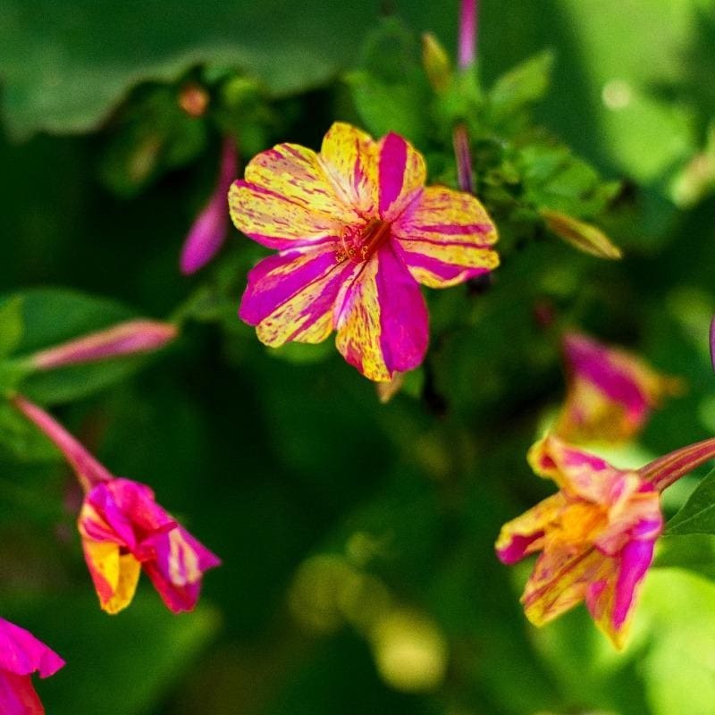 Stars and Stripes Mirabilis