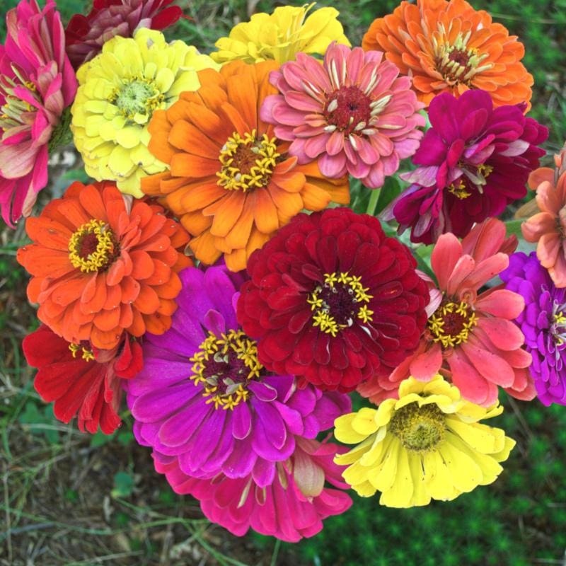 State Fair Mix Zinnia