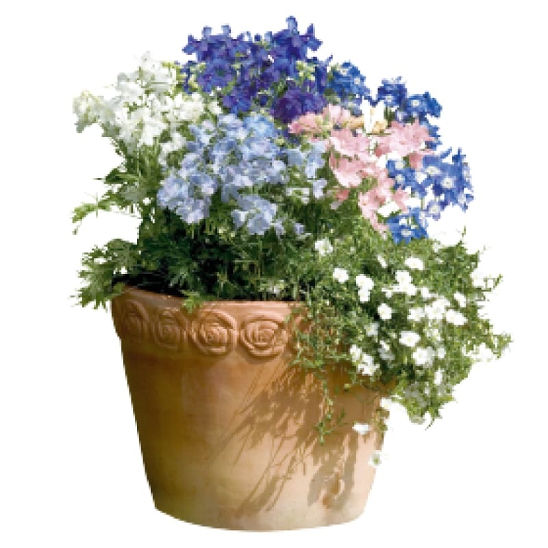 Summer Colors Dwarf Mix Delphinium