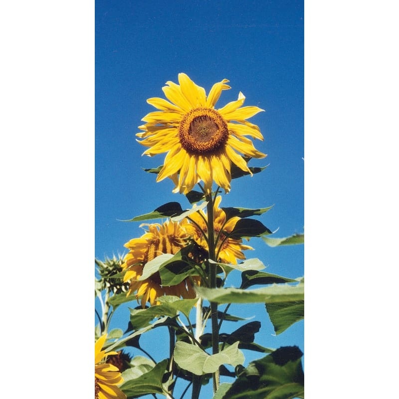 SUNFLOWER – KONG