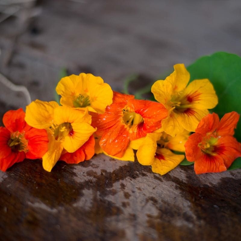 Tall Climbing Mix Nasturtium
