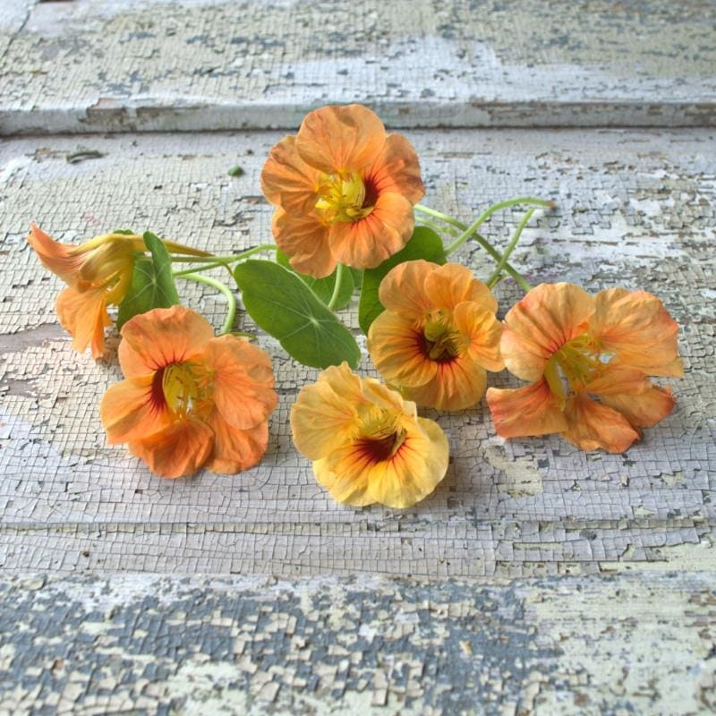 Tip Top Apricot Nasturtium