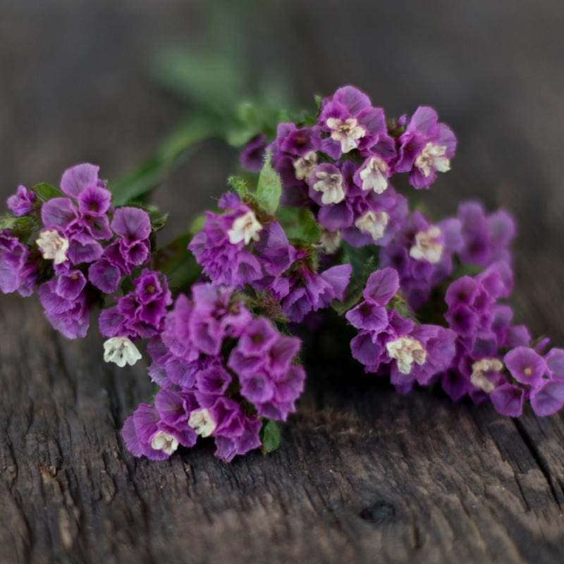 Twilight Lavender Statice|Default