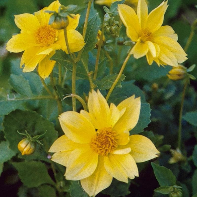 Unwins Dwarf Mix Dahlia|Default