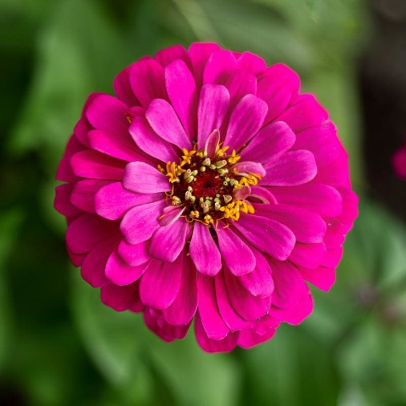 Uproar Rose Zinnia|Default