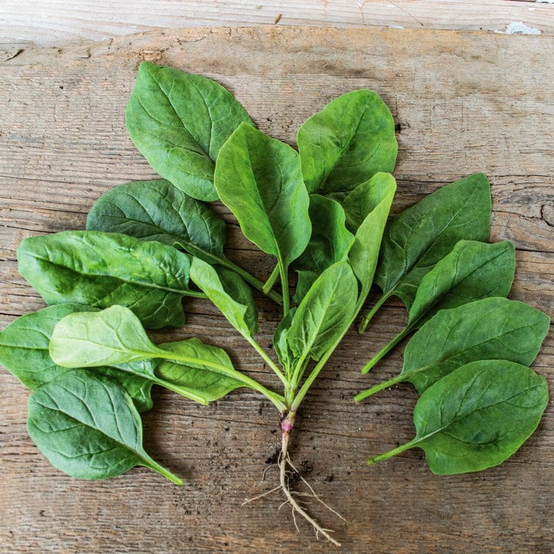 Viroflay Spinach (Heirloom 47 Days)