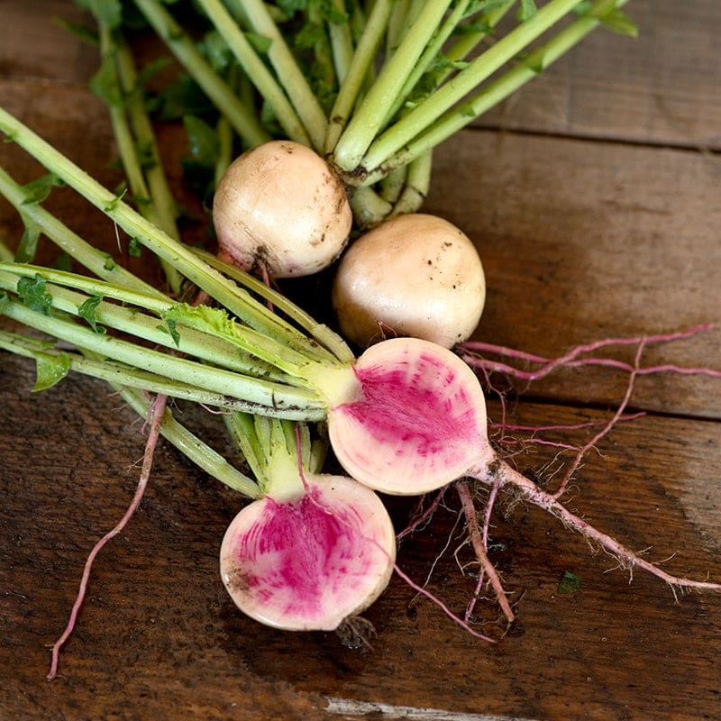 Watermelon Radish (37 Days)