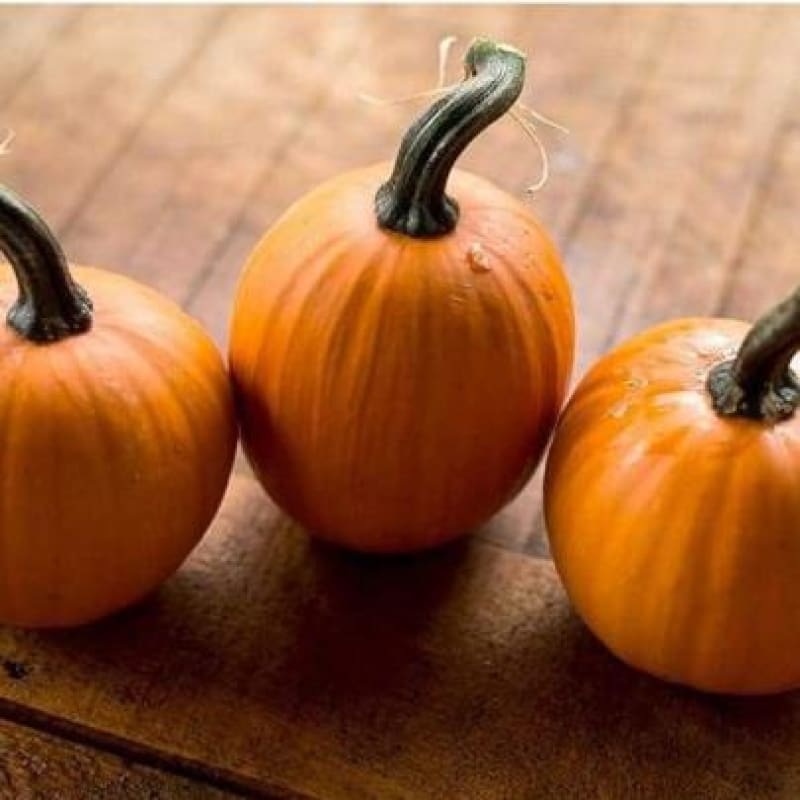 Wee Be Little Pumpkin (85 Days)