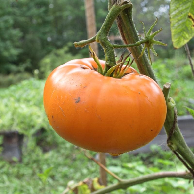 Yellow Brandywine Tomato (80 Days)