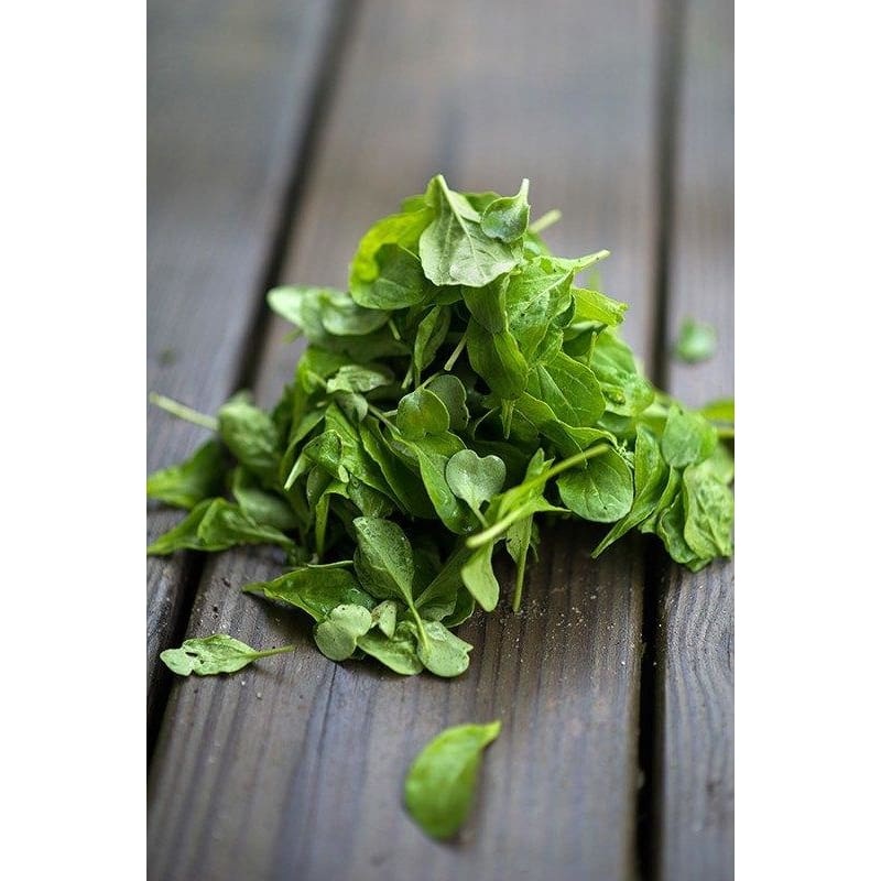 Arugula (38 Days)