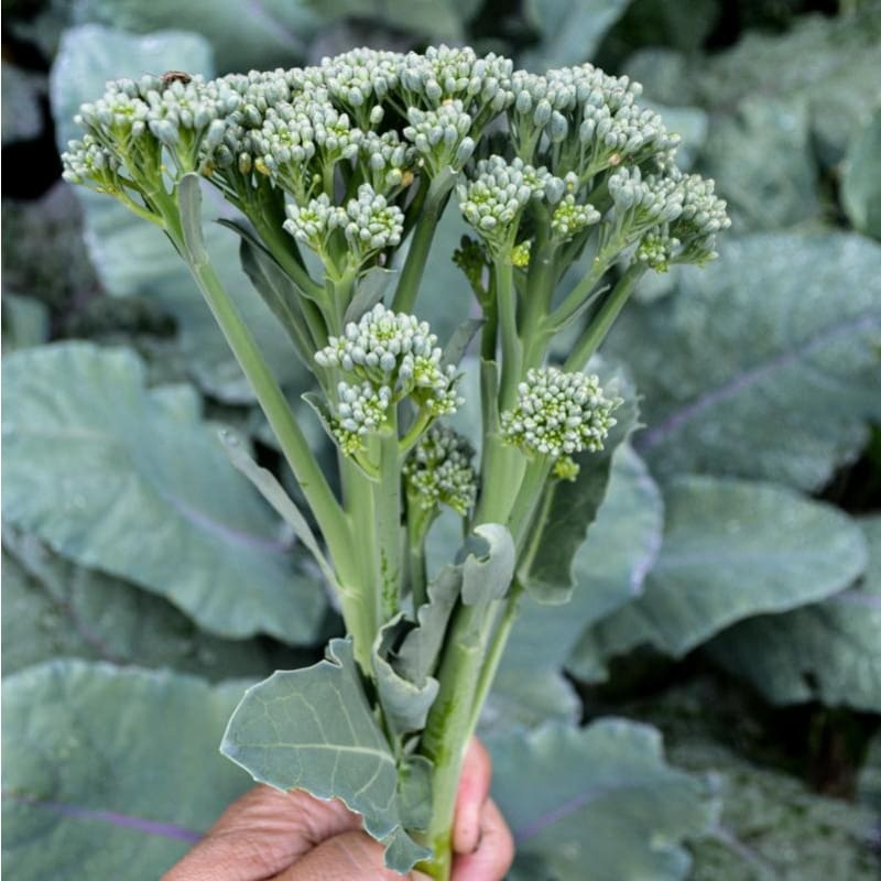 Aspabroc Broccoli (F1 Hybrid 50 Days)