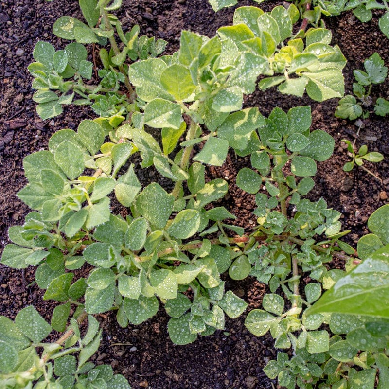 Asparagus Pea (Heirloom 65 Days)