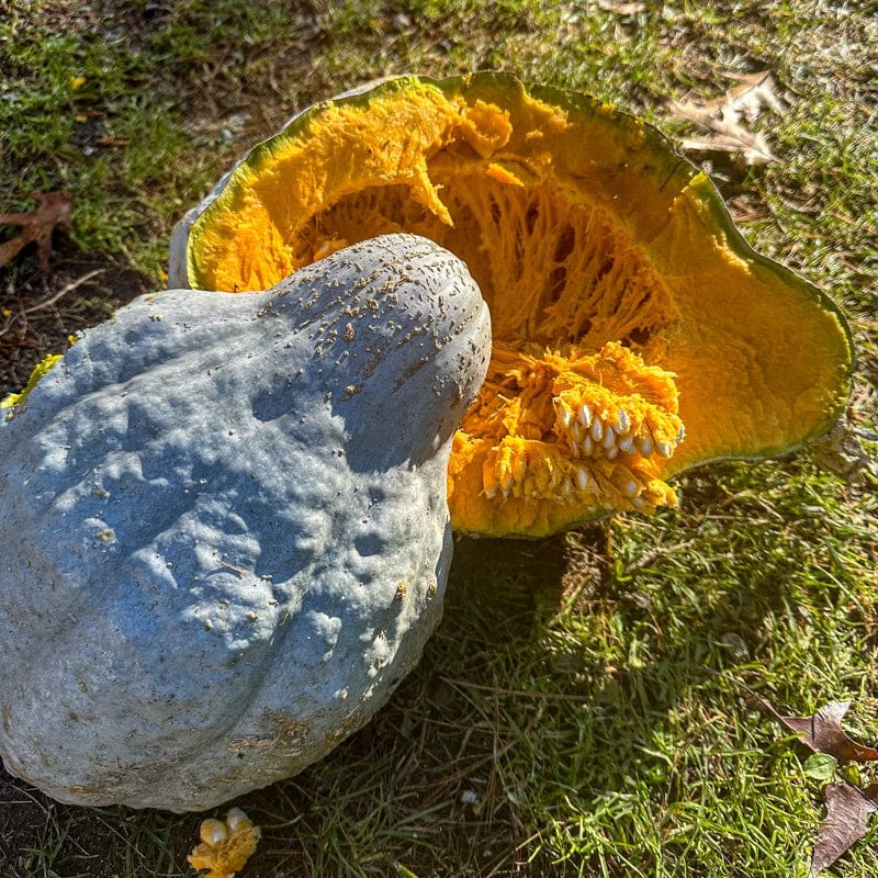 Blue Hubbard Squash (Organic 102 Days)