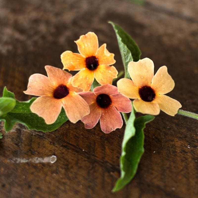 Blushing Susie Thunbergia