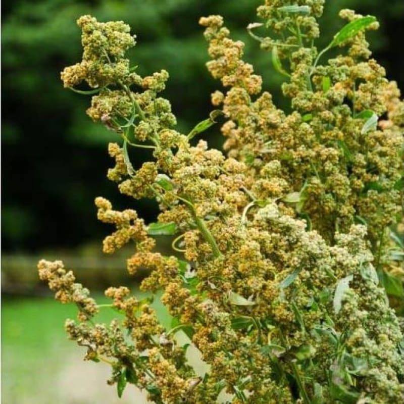 Brightest Brillant Rainbow Quinoa Blend (Organic 90-120 Days)