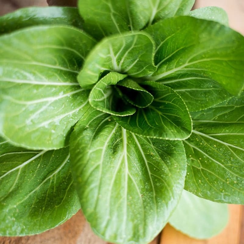 Brisk Green Pak Choi (F1 Hybrid 50 Days)