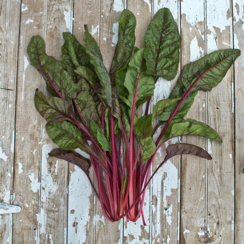Cardinal Swiss Chard (54 Days)