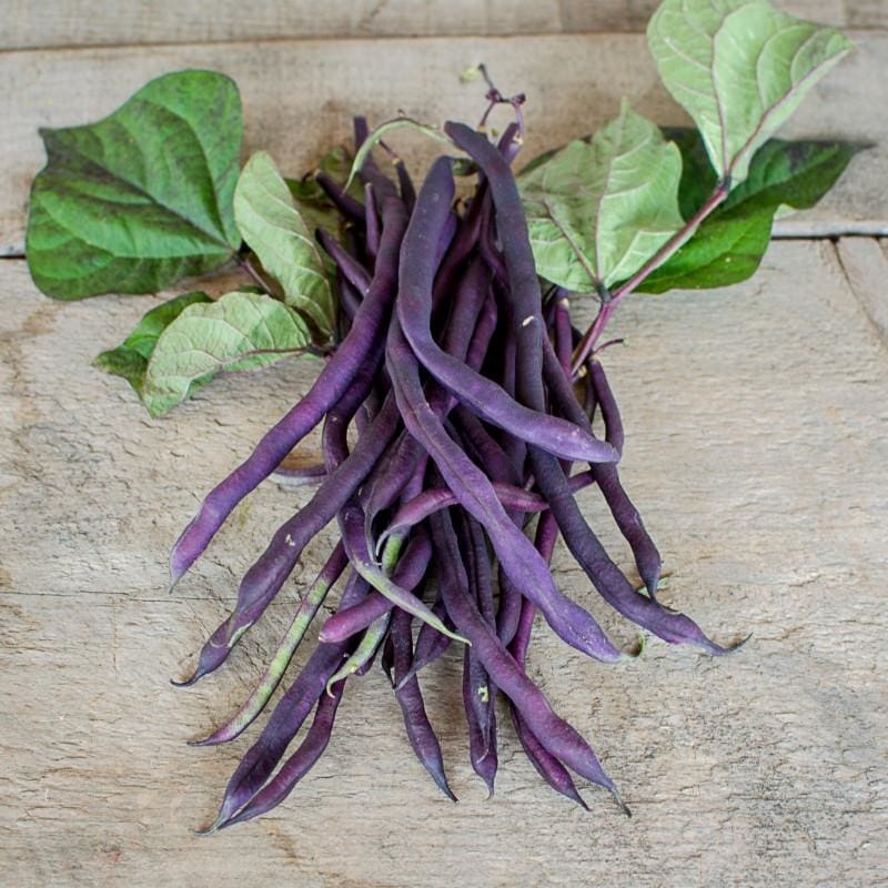 Carminat Pole Bean (56 Days)