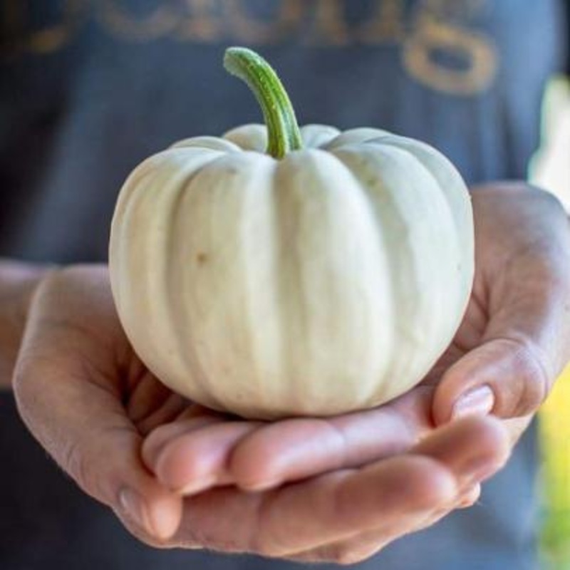 Casperita Pumpkin (F1 Hybrid 77 Days)