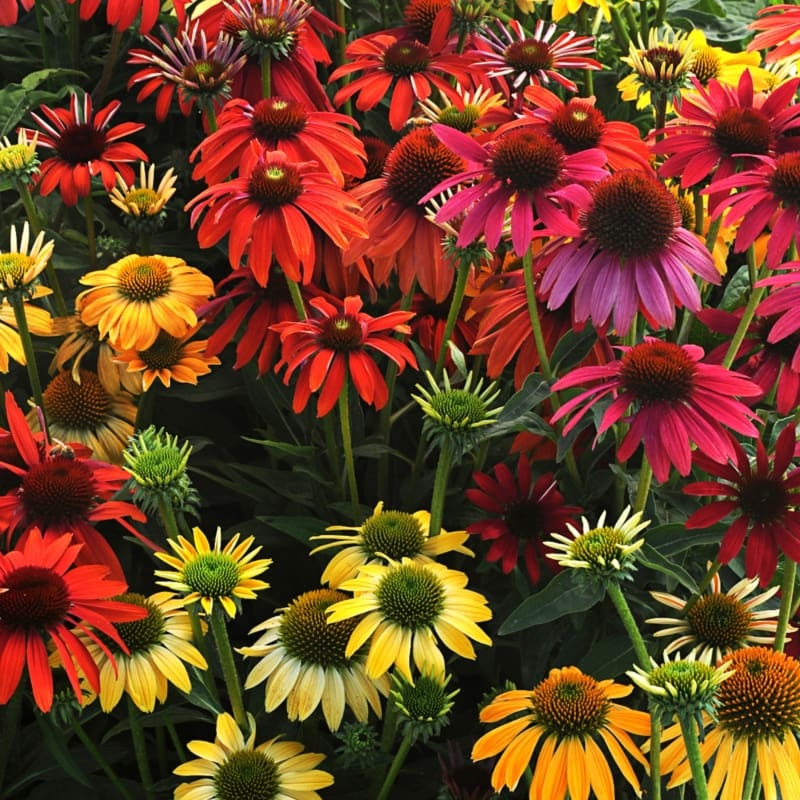 Cheyenne Spirit Echinacea