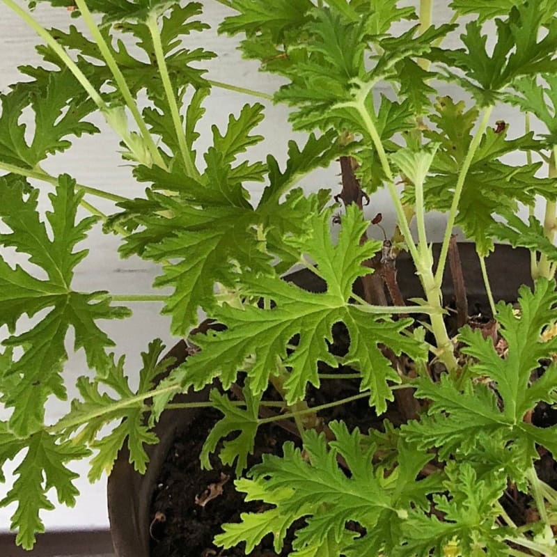 Citronella Essential Oil (5 ml)