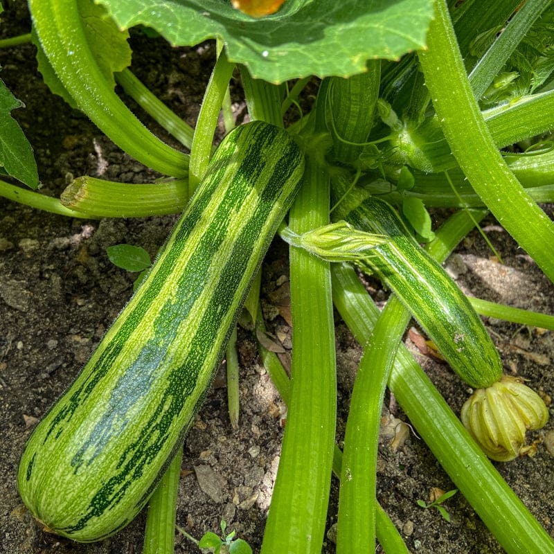 Cocozelle Summer Squash (Heirloom, 58 Days)