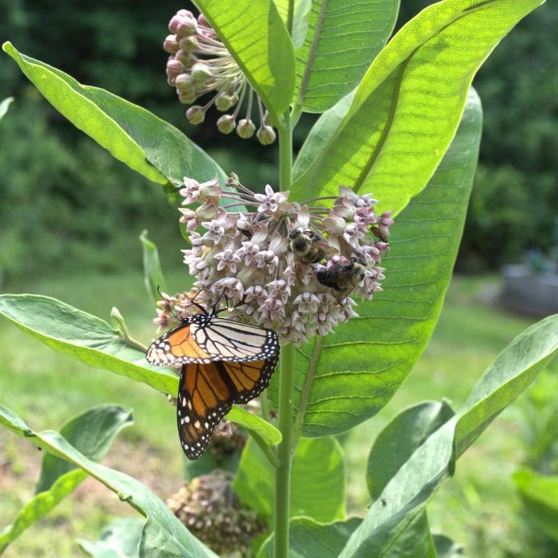 Common Milkweed