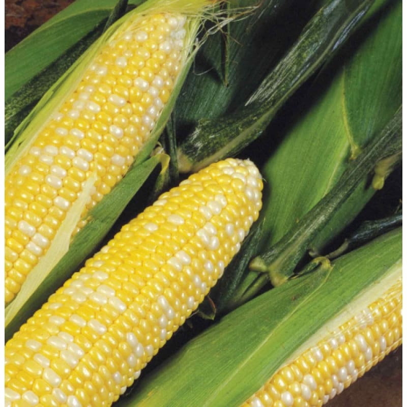 Delectable Corn (F1 Hybrid 80 Days) SE