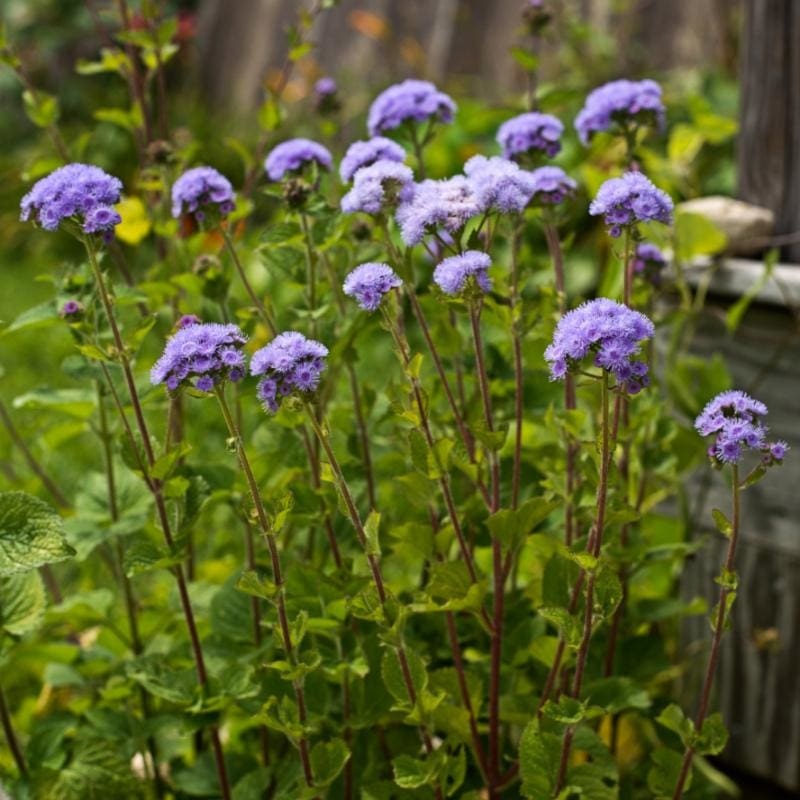 Dondo Blue Ageratum|Default