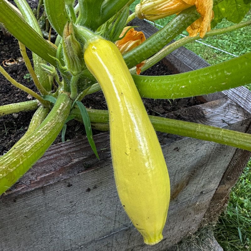 Early Prolific Straightneck Summer Squash (45 Days)