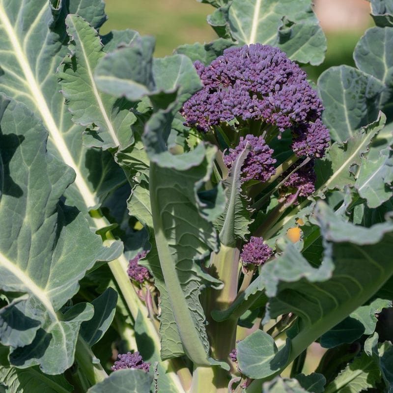 Early Purple Sprouting Broccoli ( 120-200 Days )
