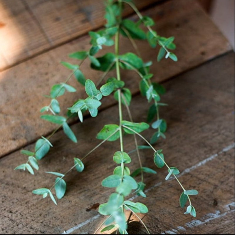 Eucalyptus Essential Oil (5 ml)