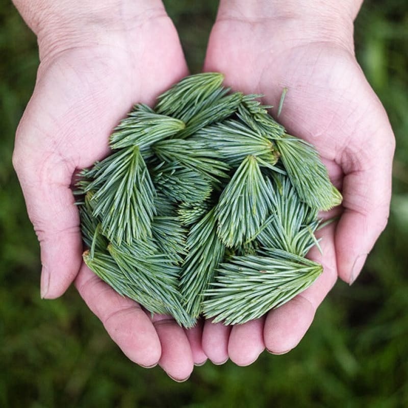 Fir Essential Oil (5 ml)