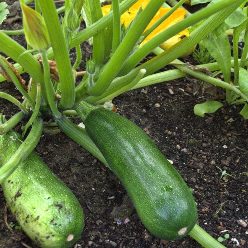 Fordhook Summer Squash (57 Days)
