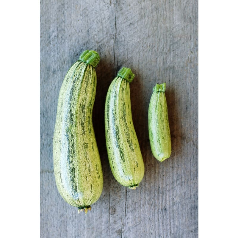 Genovese Summer Squash (55 Days)